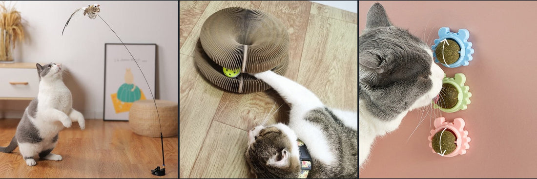 Indoor cats playing with a bird toy, scratch board and catnip ball