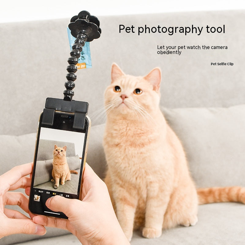 Pet photography tool clip attracting a light orange cat
