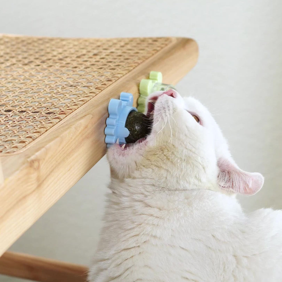 Playful cat engaged with an interactive rolling ball.