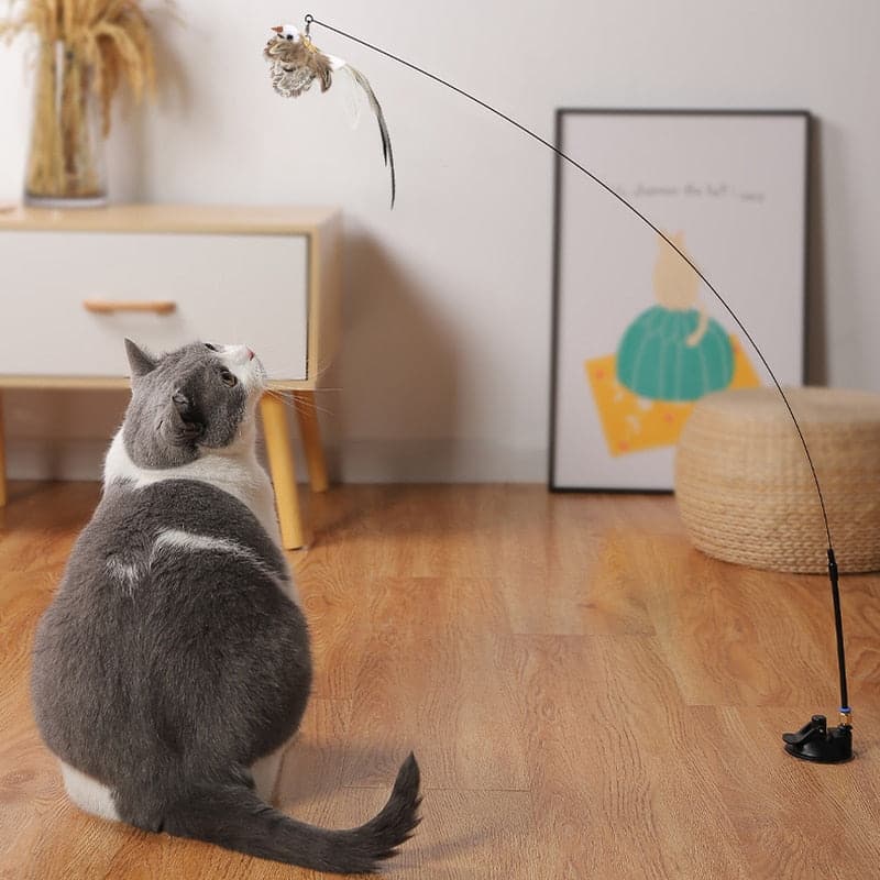 Interactive playtime with owner and the fluttering bird cat toy